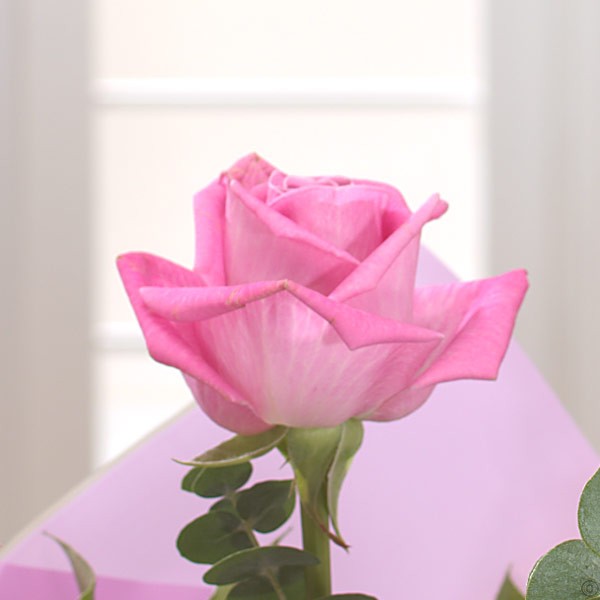 A Dozen Pale Pink Roses