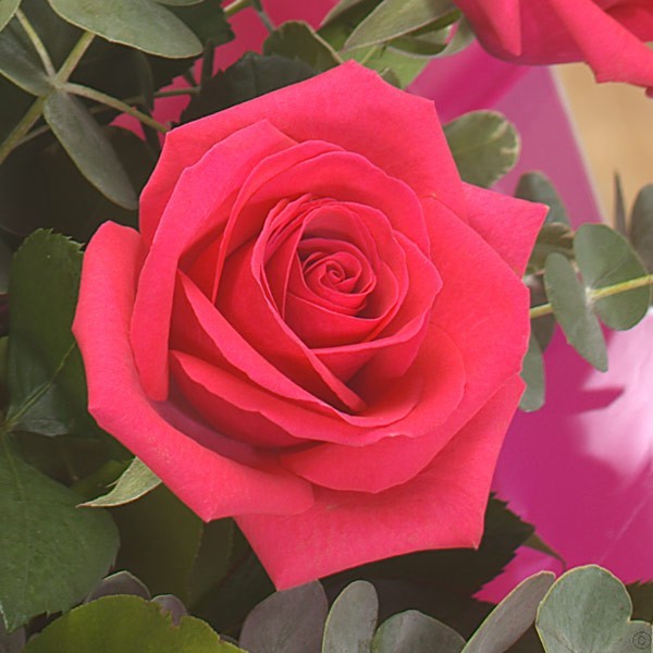 A Dozen Cerise Roses