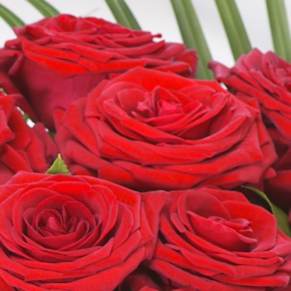 Two Dozen Red Roses | 24 Red Roses Bouquet