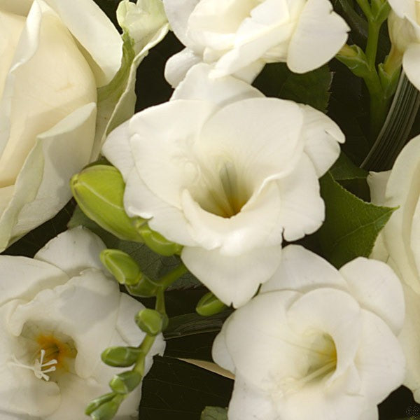 Innocence White Rose & Freesia