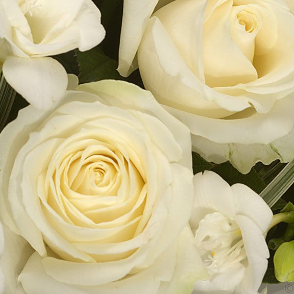 Innocence White Rose & Freesia