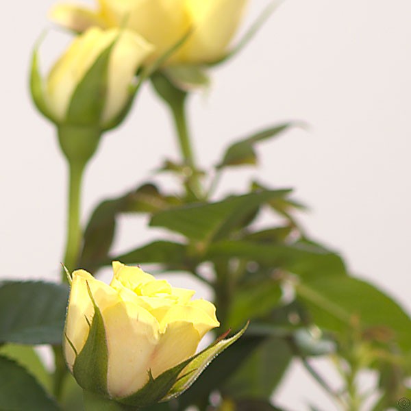 Mini Rose Plant