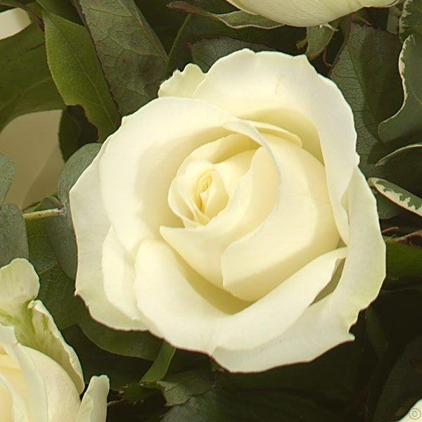 Most Loved White Roses