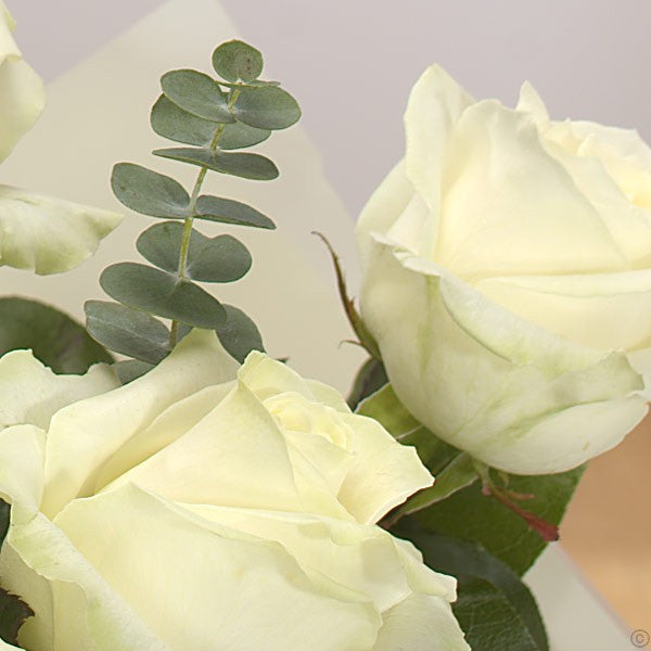 Most Loved White Roses