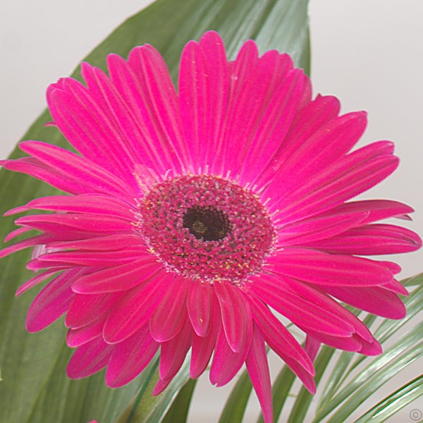 Opulent Bouquet