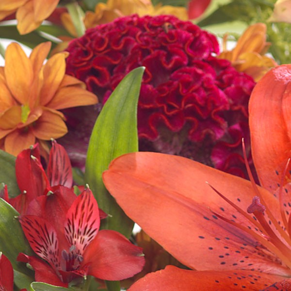 Peach Embers