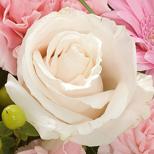 Pink Perfection