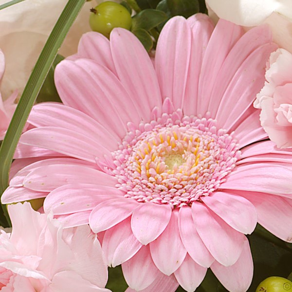 Pink Perfection