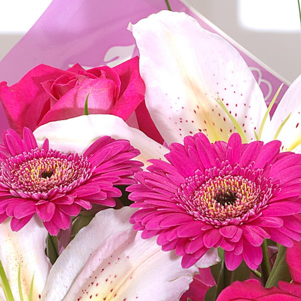 Raspberry Ripple – galwayblooms.com