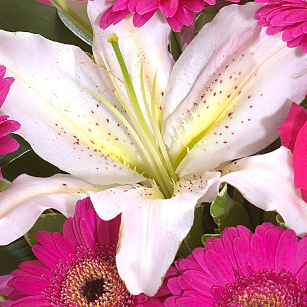 Raspberry Ripple – galwayblooms.com