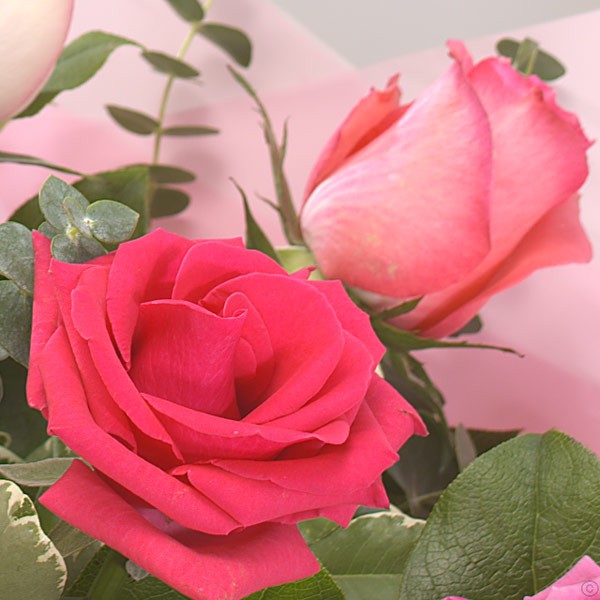 Shades of Pink