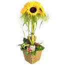 Sunshine arrangement