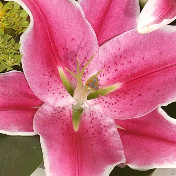 Sumptuous Lily Hand-tied