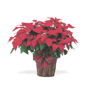 Poinsettia & Pines