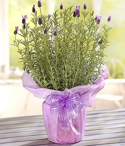 lavender plant gift Sweet Lavender – galwayblooms.com
