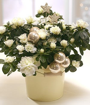 Starlight Plant